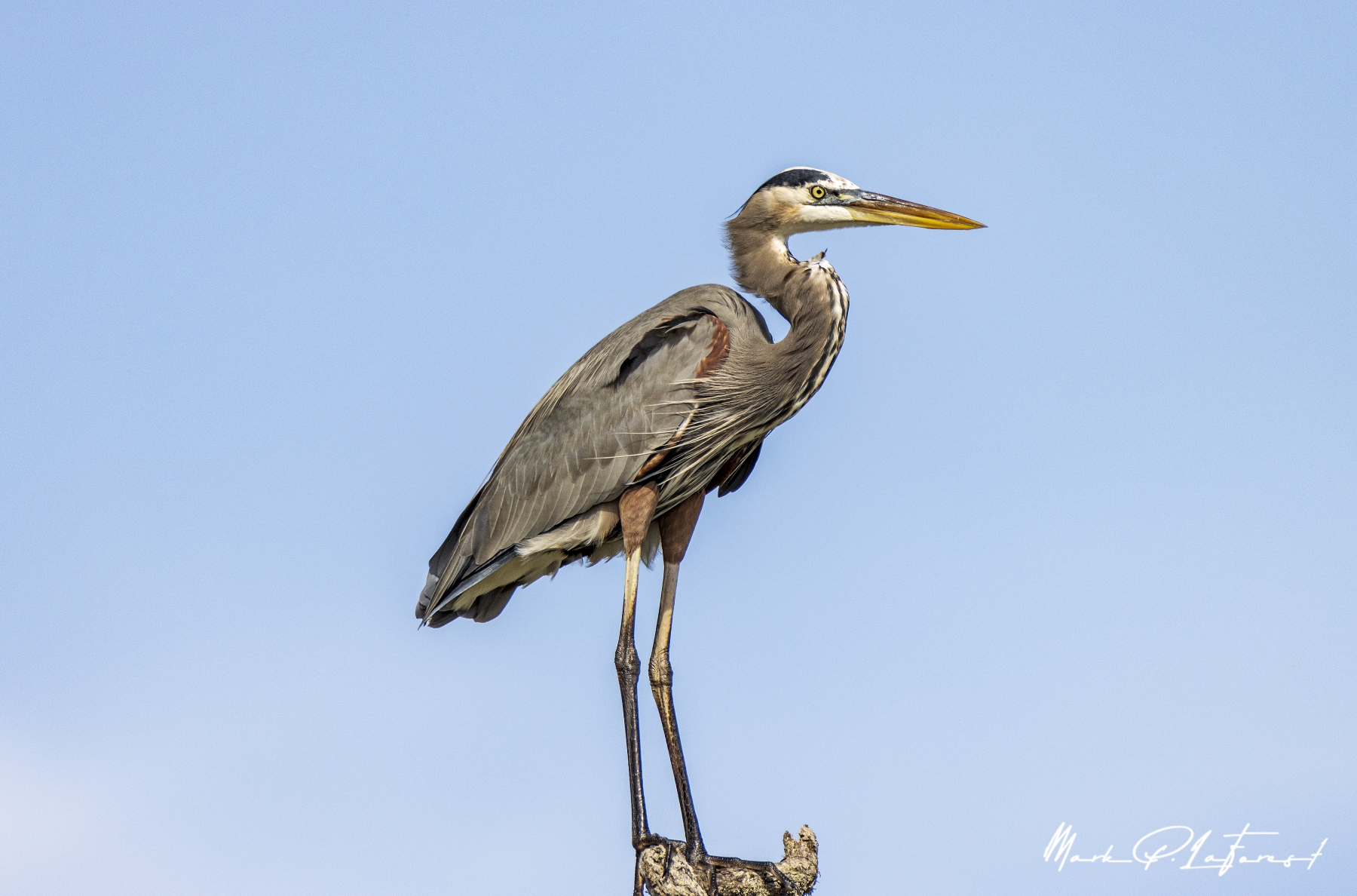 Great Grey Heron, Aransas National Wildlife Refuge, Texas
